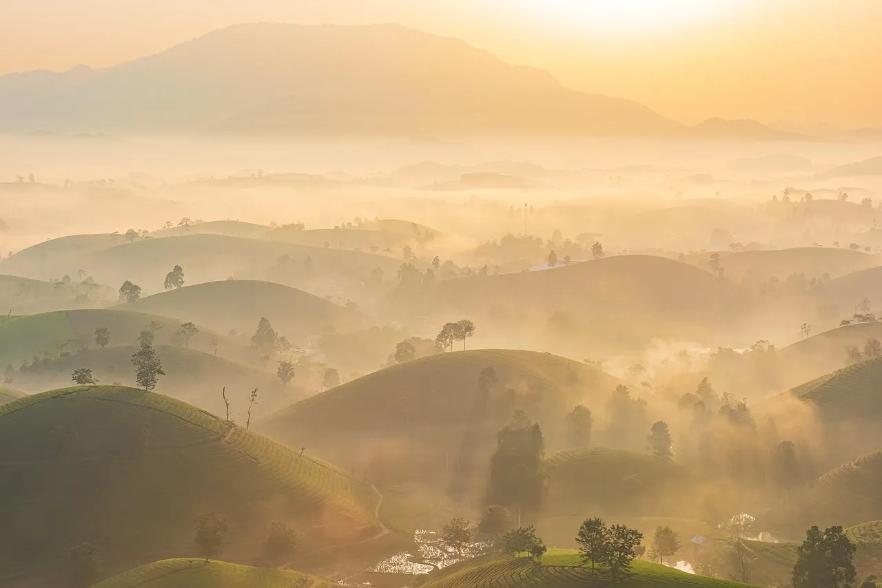 Hügel einer Teeplantage im Nebel bei Sonnenaufgang