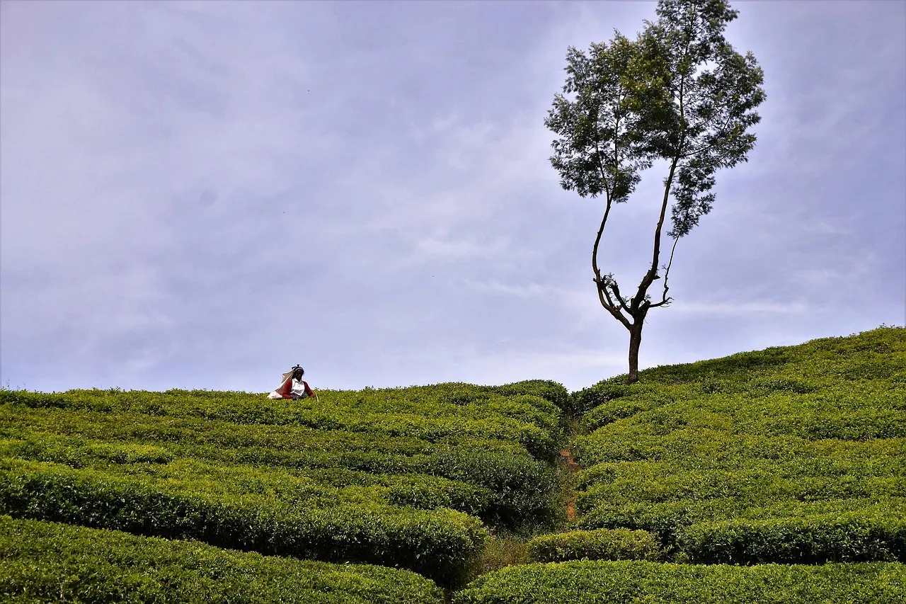 Ein einzelner Baum an einem mit Teesträuchern bedeckten Hang in Sri Lanka